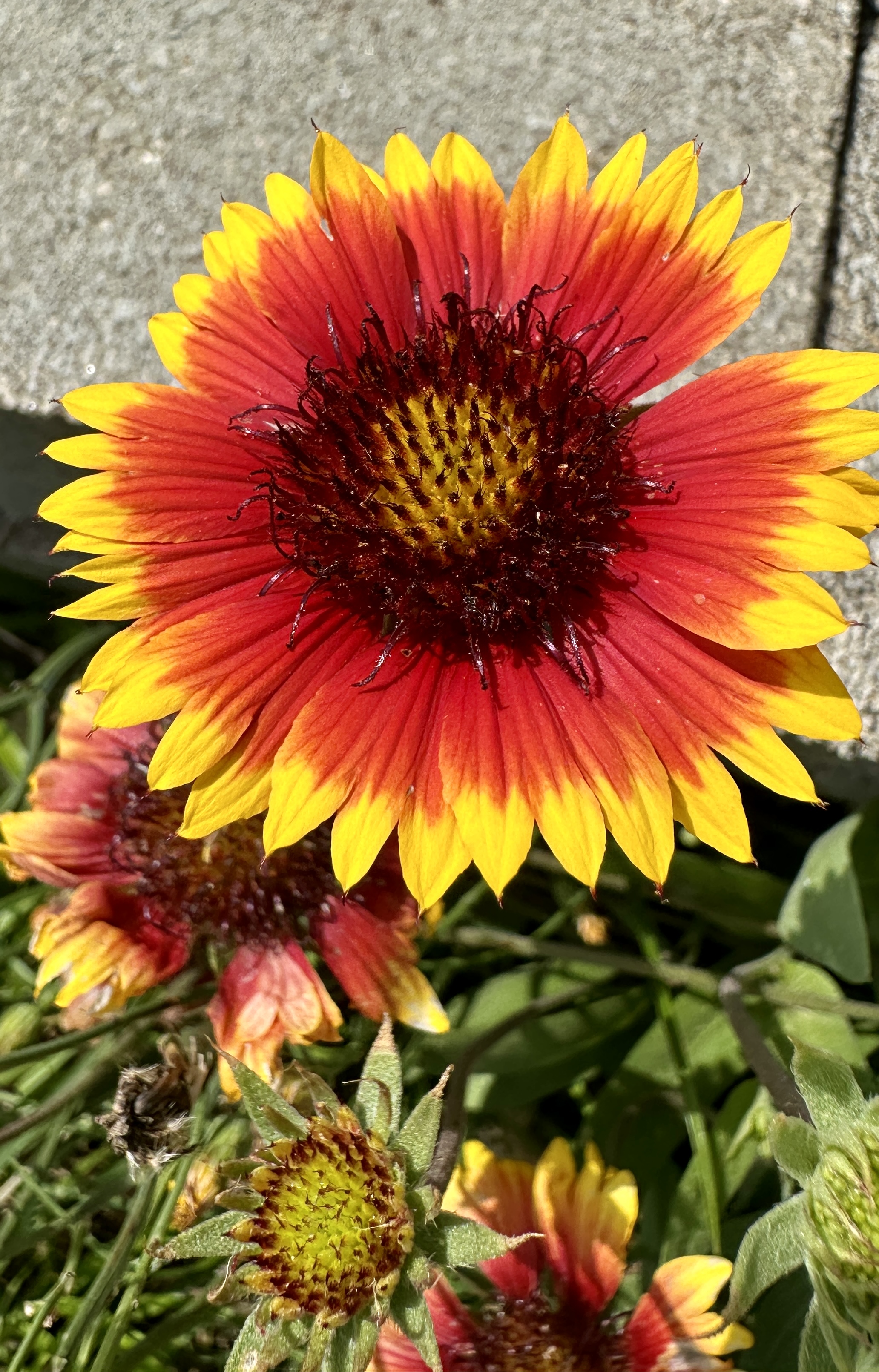 Rainbow Garden